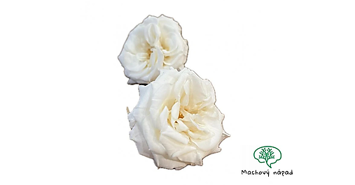 Suroviny - Stabilizovaná ruža divoká - biela - 16916061_