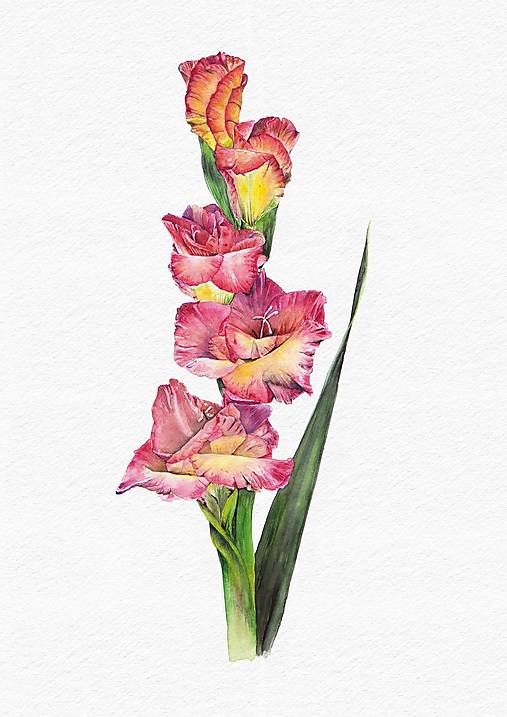 Obrazy - Gladiol - art print - 16980973_