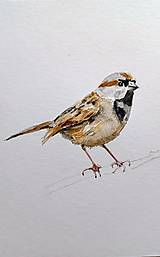 Kresby - vrabček - 17118150_