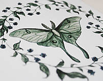 Obrazy - Moľa luna (Actias luna) - art print - A5 - 17141590_