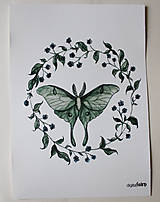 Obrazy - Moľa luna (Actias luna) - art print - A5 - 17141592_