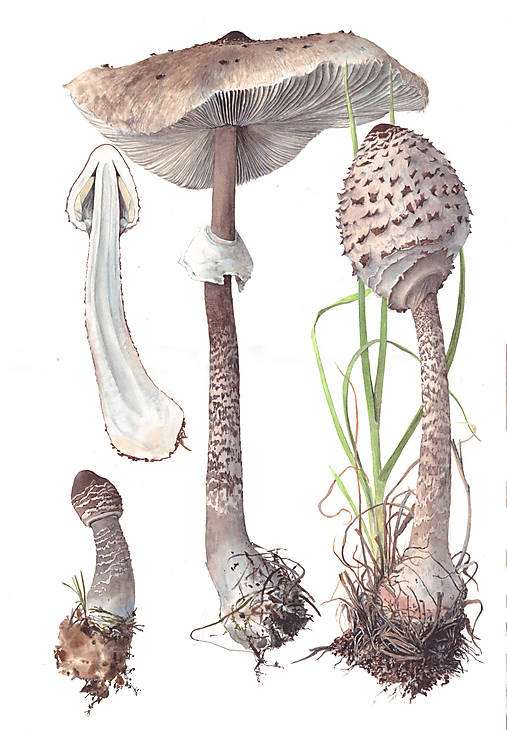 Grafika - Bedľa vysoká - 17185019_