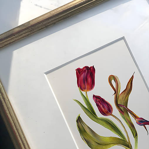 Obrazy - Obraz Tulipány - Botanická ilustrácia (Print) - 17237964_