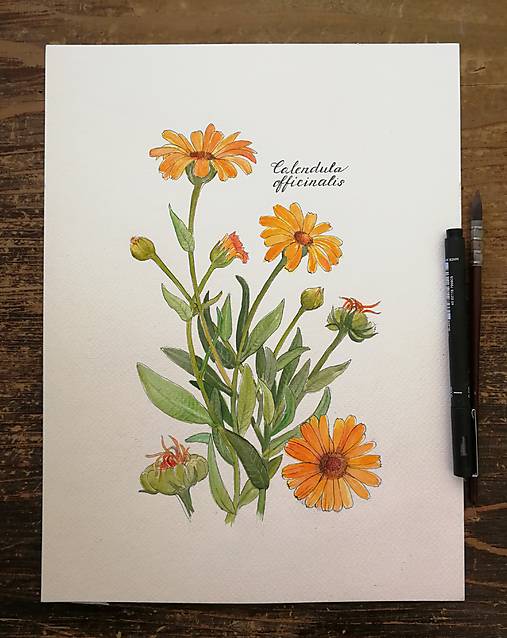 Obrazy - Obraz Nechtík "Calendula officinalis" - 17270089_