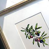 Obrazy - Obraz Oliva - Botanická ilustrácia (Print) - 17304073_