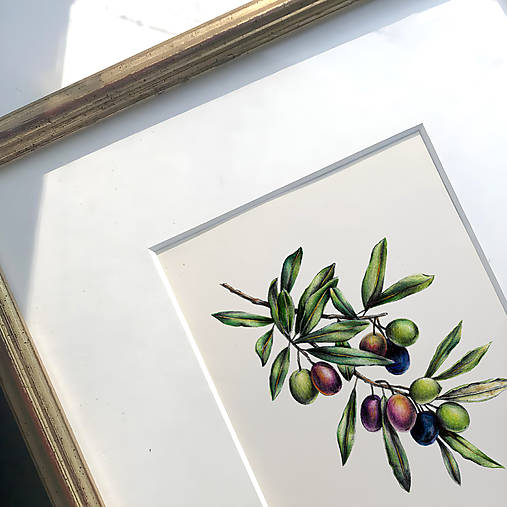 Obrazy - Obraz Oliva - Botanická ilustrácia (Print) - 17304073_