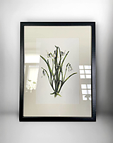  - Obraz Snežienky s paspartou v ráme // Giclée art print - 17321907_