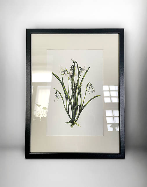 Obrazy - Obraz Snežienky s paspartou v ráme // Giclée art print - 17321907_