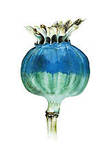 Obrazy - Art print - Modrá makovica - 17322054_