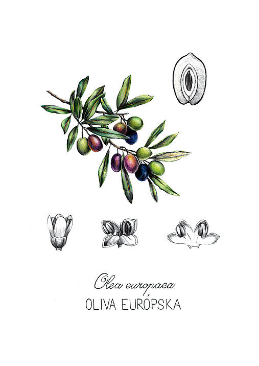 Obrazy - ♥  VÝPREDAJ ♥  (Oliva) - 17325681_
