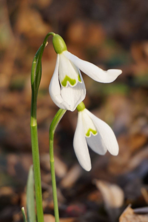 Fotografie - Snežienky - 17363942_