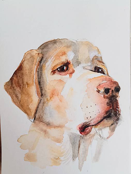 Kresby - portrét milovaného - labrador biely - 17388448_