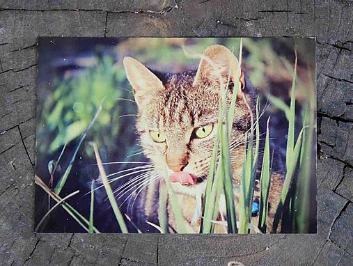 Papiernictvo - Postcard A6_ktr 103 - 17400582_