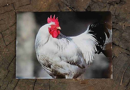 Papiernictvo - Postcard A6_ktr 107 - 17400591_