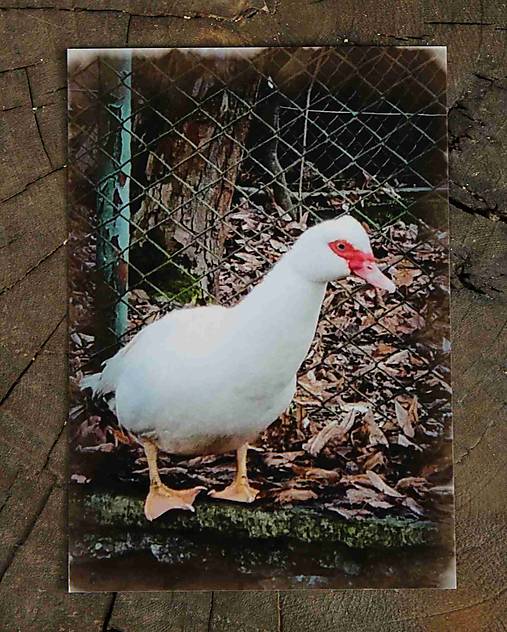 Papiernictvo - Postcard A6_ktr 116 - 17400613_