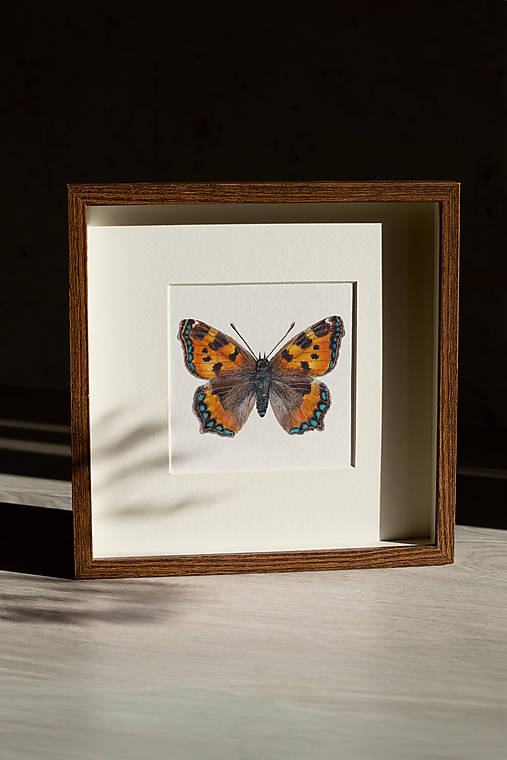 Obrazy - Obraz motýľ Babôčka - 17432856_