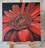 Obrazy - Obraz: Gerbera v plnom kvete - 17438084_