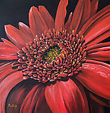 Obrazy - Obraz: Gerbera v plnom kvete - 17438090_