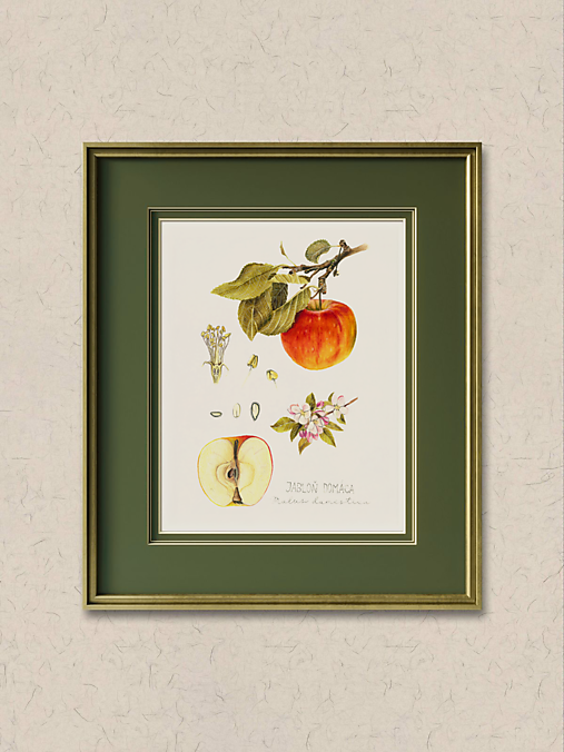 Kresby - Obraz Jabloň domáca - Botanická ilustrácie (Print) - 17444661_