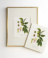 Kresby - Obraz Orech - Botanická ilustrácie (Print) - 17445048_