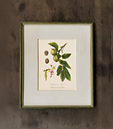 Kresby - Obraz Orech - Botanická ilustrácie (Print) - 17445050_