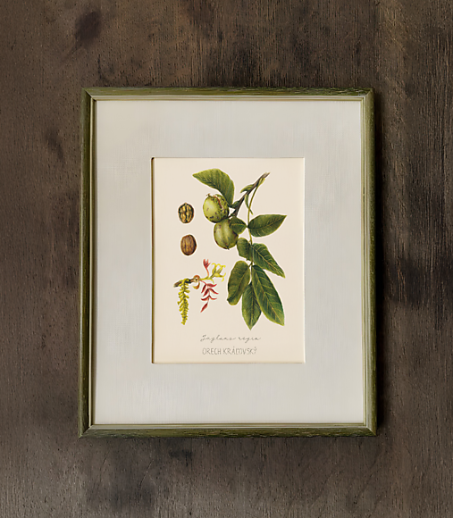 Kresby - Obraz Orech - Botanická ilustrácie (Print) - 17445050_