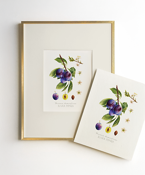 Kresby - Obraz Slivka domáca - Botanická ilustrácia // Giclée art print - 17446732_