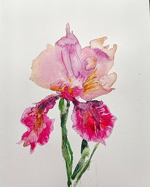 Kresby - iris  - 17457149_