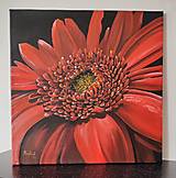 Obrazy - Obraz: Gerbera v plnom kvete - 17458248_