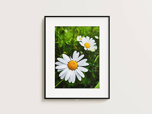 Fotografie - Margaréty - 17470044_