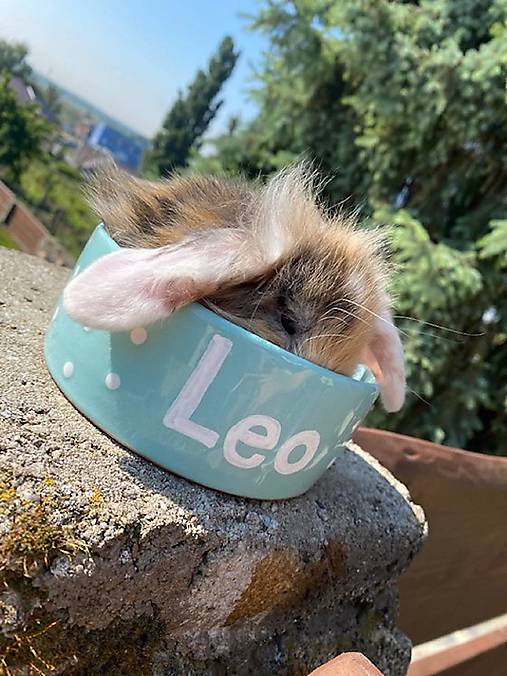 Pre zvieratá - Misky pre domáceho miláčika - 17493095_