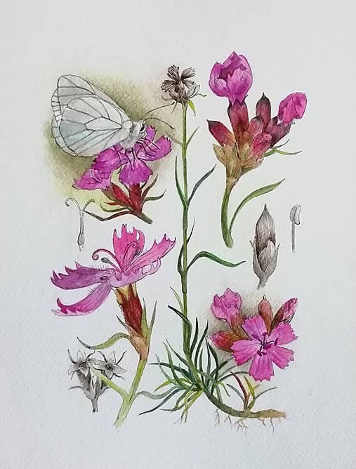 Obrazy - Botanický obraz Klinček kartuziánsky - 17517185_