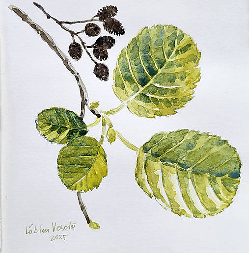 Obrazy - Listy a šišky jelše - 17540968_