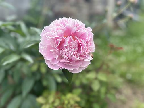 Fotografie - Ružová pivonka - 17573889_