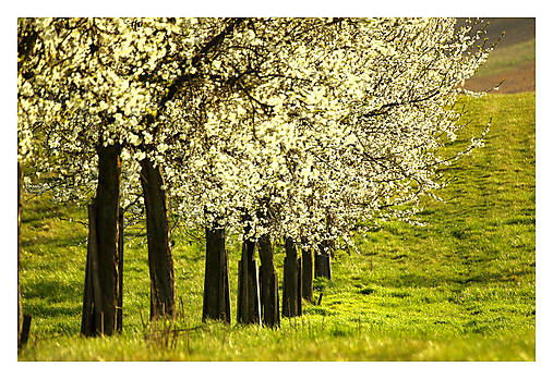 Fotografie - Ráno v sade - 17578186_