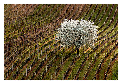 Fotografie - Čejkovická čerešňa IV - 17580399_