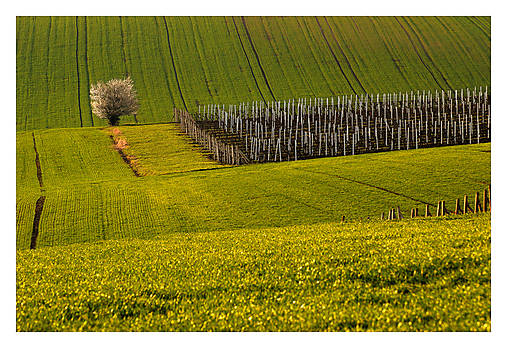 Fotografie - Vrbické vinohrady III - 17580404_