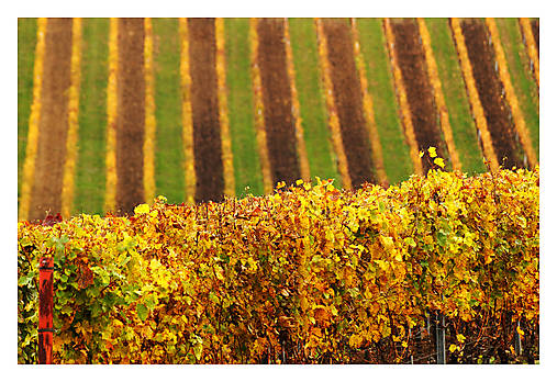 Fotografie - Velkobílovické vinohrady - 17580419_