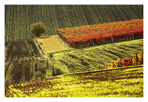 Fotografie - Vrbické vinohrady IV - 17582195_