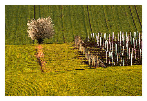 Fotografie - Vrbické vinohrady V - 17584059_