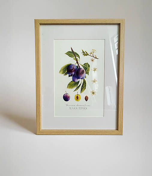 Kresby - Obraz Slivka domáca - Botanická ilustrácia // Giclée art print (OBRAZ - Ilustrácia slivky v drevenom ráme a krémovou paspartou 30x40) - 17584422_