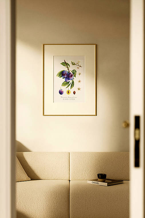 Kresby - Obraz Slivka - Botanická ilustrácia / Originál - 17584439_