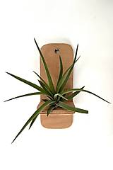 Dekorácie - Držiak na tilandsiu na stenu - 17588654_