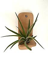 Dekorácie - Držiak na tilandsiu na stenu - 17588655_