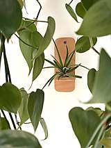 Dekorácie - Držiak na tilandsiu na stenu - 17588656_