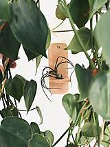 Dekorácie - Držiak na tilandsiu na stenu - 17588665_