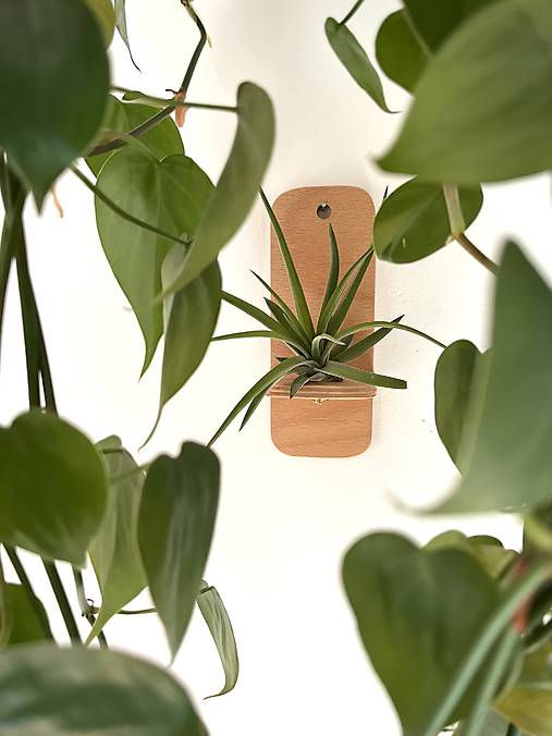 Dekorácie - Držiak na tilandsiu na stenu - 17588656_