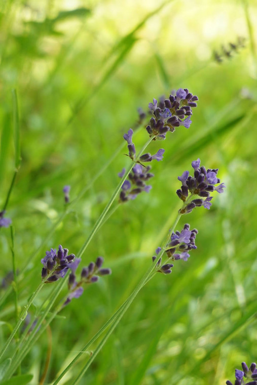 Fotografie - Levanduľa - 17600790_