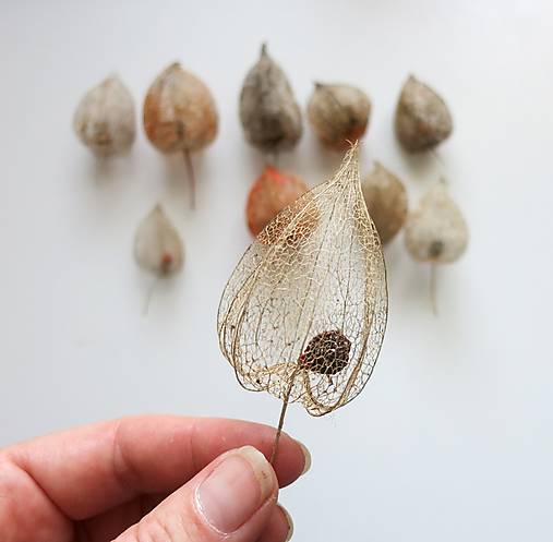 Suroviny - Sušené lampášiky machovky, mix 10ks - jemnučké pletivo - 17620477_