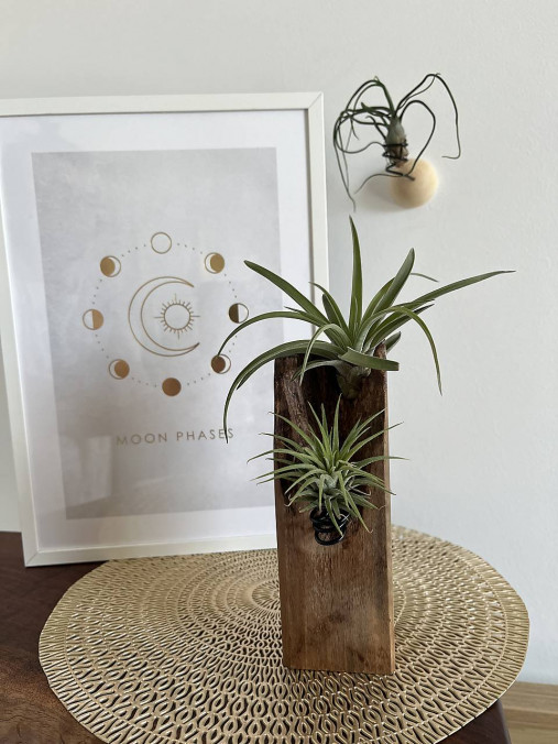 Dekorácie - Tillandsia holder - 17624448_